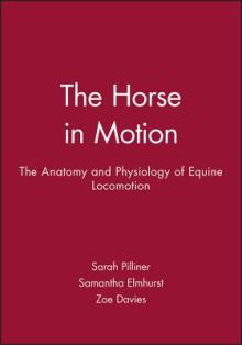 Horse Motion