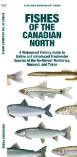 Fishes of the Canadian North: A Waterproof Folding Guide to Native and Introduced Freshwater Species of the Northwest Territories, Nunavut and Yukon