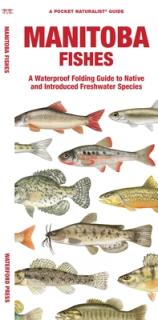 Manitoba Fishes: A Waterproof Folding Guide to Native and Introduced Freshwater Species