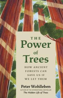 The Power of Trees: How Ancient Forests Can Save Us If We Let Them