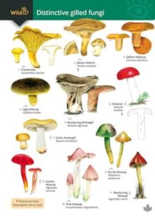 Distinctive gilled fungi